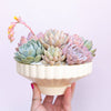 Delphine Low Bowl | Vintage White Speckle: 6.5 inch