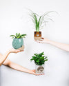 Lg Dog on Legs Planter-4.5"H-865