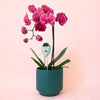 3-in-1 Moisture Meter | Lagoon *NEW COLOR*
