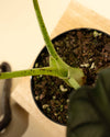 4" Alocasia 'Nebula Imperialis'