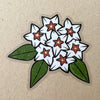 Sticker - Hoya Bella