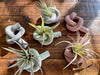 Knot Cement Air Plant Holder: Sage