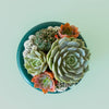 Birdie Bowl | Rainforest: 6.25 inch