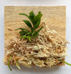 Haraella Retrocalla, Taiwan Fragrant Orchid (香蘭), Miniature Orchid, Easy to Grow: With Spikes