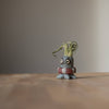 Octopus with Life Ring Blobhouse Planter - Ollie