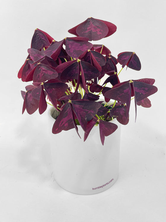 Oxalis Triangularis Purple False Shamrock