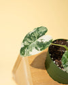 4" Variegated Alocasia 'Frydek'