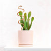 Plant Snake Stake: Ivory + Terracotta / Medium