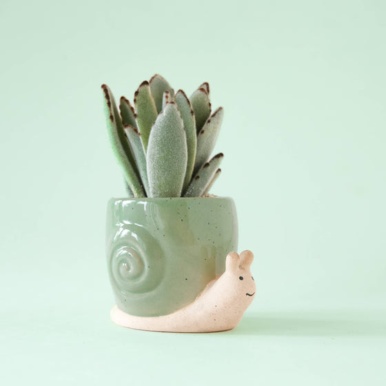 Snail Planter - Lagoon: S