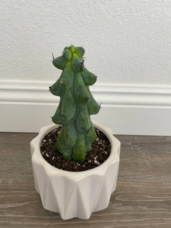 Myrtillocactus Geometrizans - Boobie Cactus Live Rooted: 9''