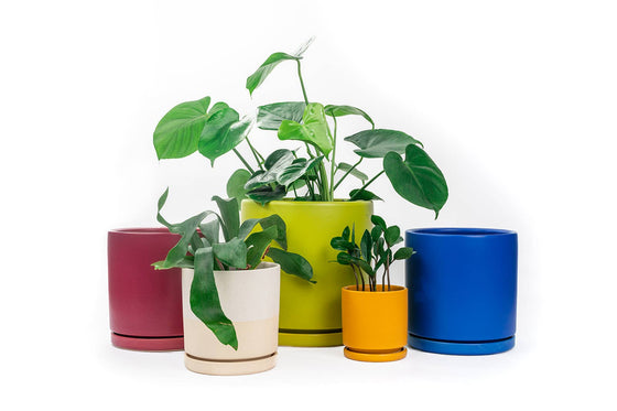 6.5" Gemstone Cylinder Pots with Water Saucers: Blush