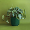 Monroe Planter - Rainforest: 3 inch