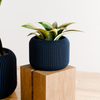 ORBIS Planter: Natural Wood / 5 Inches