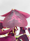 Oxalis Triangularis Purple False Shamrock