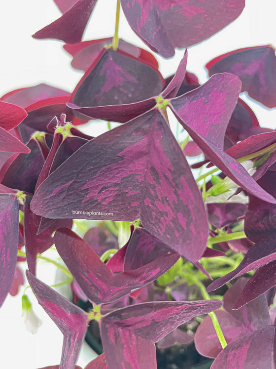 Oxalis Triangularis Purple False Shamrock