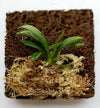 Haraella Retrocalla, Taiwan Fragrant Orchid (香蘭), Miniature Orchid, Easy to Grow: With Spikes