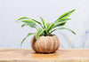 Cement Pumpkin Planter: Small Low (5.5"W)