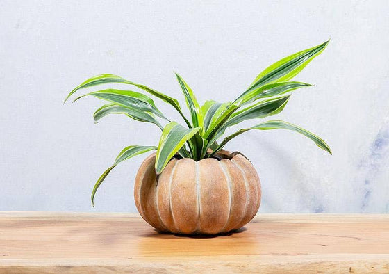 Cement Pumpkin Planter: Small Low (5.5"W)
