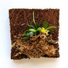 Haraella Retrocalla, Taiwan Fragrant Orchid (香蘭), Miniature Orchid, Easy to Grow: With Spikes