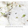 Thinking of You Fox Plantable Wildflower Seed Card: Glassine Sleeves