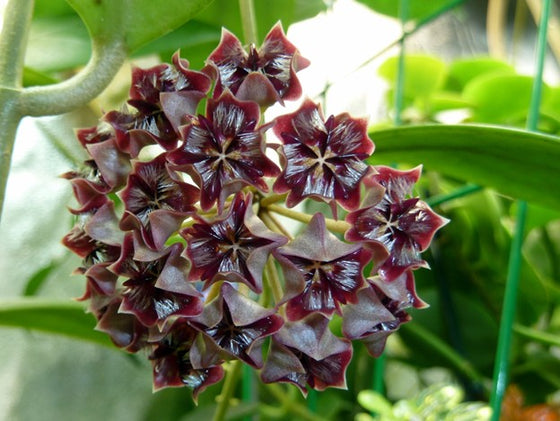 4" Hoya mindorensis (Trellis)