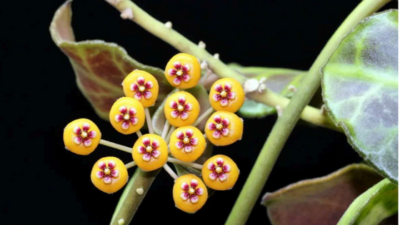 hoya_waymaniae_bloom