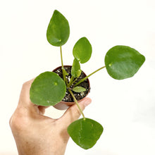  pilea_peperomoides