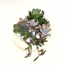  succulent_garden_1303