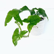  4" Syngonium Albo