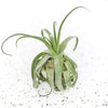 tillandsia_Streptophylla_Linguine