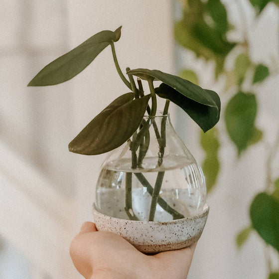 Ceramic Plant Propagation Station