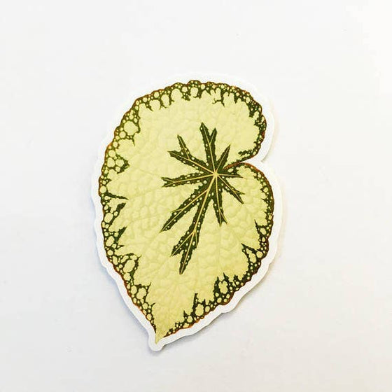 Begonia Leaf Plant Sticker