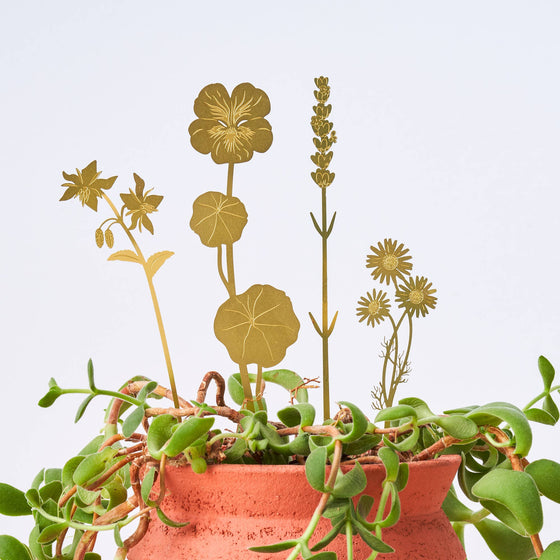 Brass Bloom Herbs, floral decorations