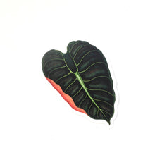  Alocasia Leaf Sticker - Alocasia Metallica - Plant Stickers