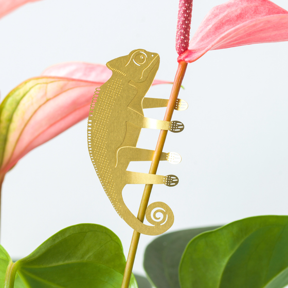 Plant Animal - Chameleon, houseplant gift