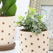  Clay White Polka Dot Plant Pot - 6" Planter