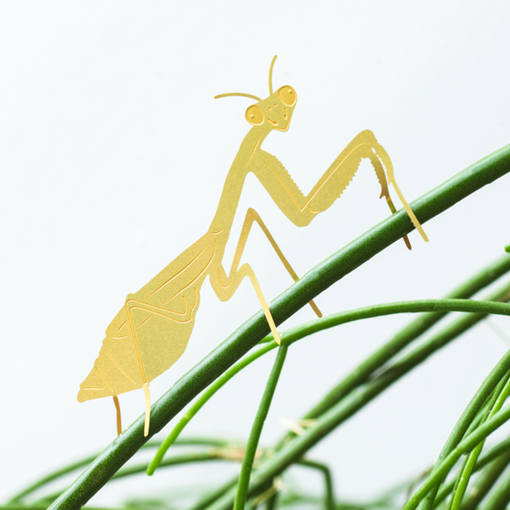 Plant Animal - Praying Mantis, insect plant decoration