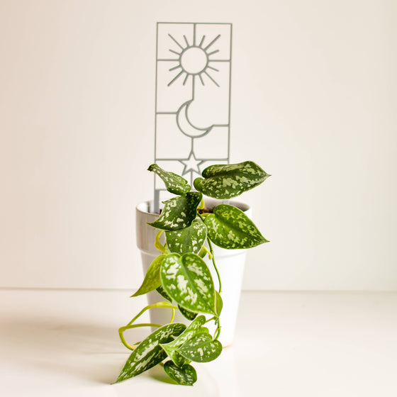 Sun Moon Star Houseplant Trellis