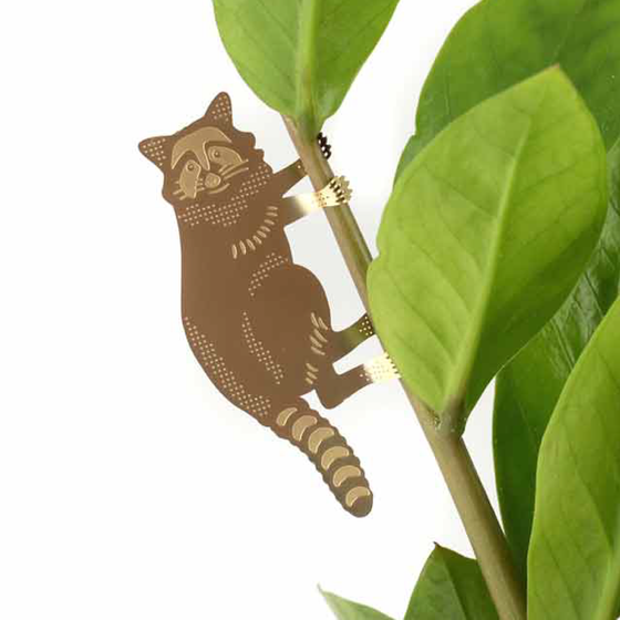 Plant Animal - Raccoon, plant gift