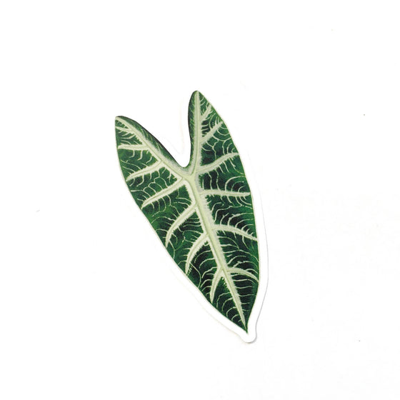 Alocasia Leaf Sticker - Alocasia Luciani - Plant Stickers