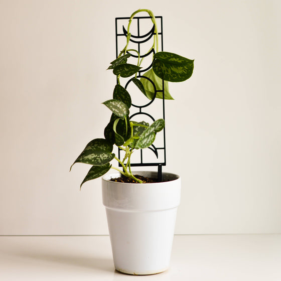 Moon Phase Houseplant Trellis