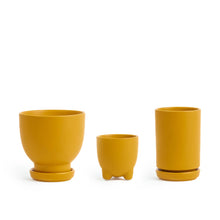  Plant Junkie Set - 16 pc/cspk: Mustard